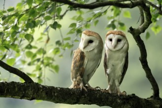 Barn owl (Tyto alba), adult, pair, vigilant, on tree, in summer, Šumava, Czech Republic, Europe
