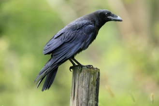 Raven (Corvus corax), adult, in summer, perch, vigilant, Šumava, Czech Republic, Europe