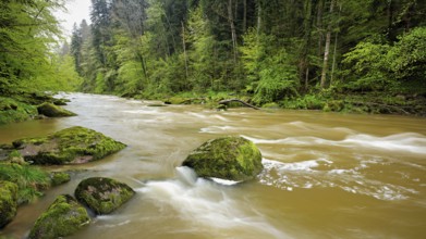 European beech trees shedding leaves, in the foreground moss-covered stones on the river Sihl,