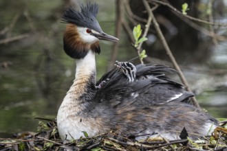 Great Crested Grebe (Podiceps Scalloped ribbonfish) with juveniles, Emsland, Lower Saxony, Germany,