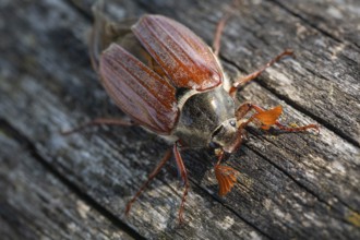 Close-up of cockchafer - fascinating details of a spring messenger