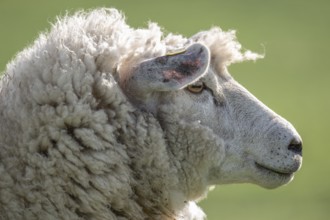 Sheep, portrait, Hauke-Haien-Koog, North Frisia, Schleswig-Holstein, Germany, Europe