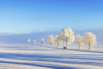Car driving on a country road with frosty trees and fog on a plain on a cold winter day in the