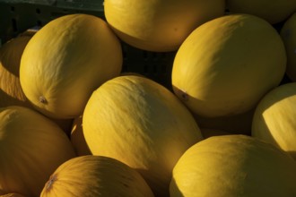 Close-up, several honeydew melons outdoors under sunlight, Copenhagen, Denmark, Europe