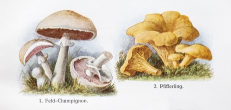 Drawings of edible mushrooms, field mushroom (Agaricus campestris), also known as field mushroom,