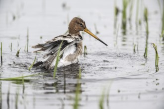 Black-tailed godwit (Limosa limosa), bathing, Lower Saxony, Germany, Europe