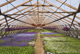 Purple and red Petunias in hanging baskets plus mixed white, lavender and blue flowering plants in