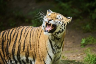 Siberian tiger (Panthera tigris altaica), portrait, captive, Germany, Europe
