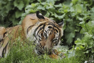 Sumatran tiger (Panthera tigris sumatrae), feeding, captive, occurring on Sumatra, Indonesia, Asia