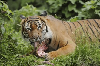 Sumatran tiger (Panthera tigris sumatrae), feeding, captive, occurring on Sumatra, Indonesia, Asia