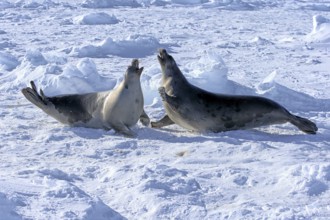 Harp seal (Pagophilus groenlandicus), adult, two females fighting on pack ice, Magdalen Islands, St