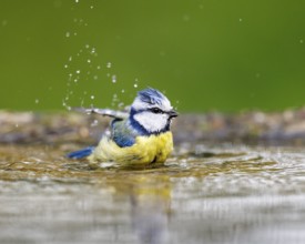 Blue tit (Cyanistes caeruleus), Germany, Europe