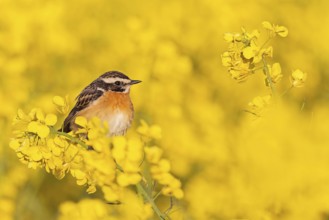 Whinchat (Saxicola rubetra) in flowering rape, yellow landscape, spring, foraging, Middle Elbe