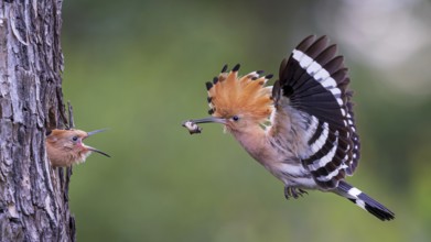 Hoopoe (Upupa epops) Bird of the Year 2022, with beetle larva as prey for the young bird in the