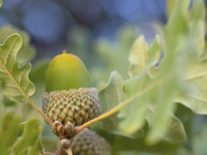 Cork oak (Quercus suber), acorn, Birdwatching Villuercas, Canamero, Extremadura / Caceres, Spain,