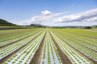 Young lettuce growing in a field, lettuce cultivation, vegetable cultivation, cultivation of