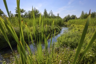 Bottrop-Gladbeck, North Rhine-Westphalia, Germany, Renaturalised Boye, the tributary of the