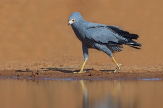 Cave harrier, Polyboroides typus), goshawk family, Morgan Kunda lodge / road to Kat, Jajari, North