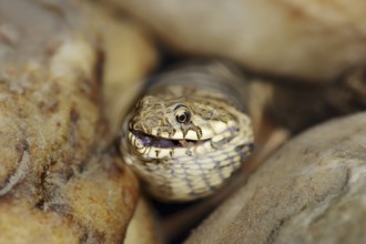 Dice snake (Natrix tessellata) with preyed fish, Provence, southern France