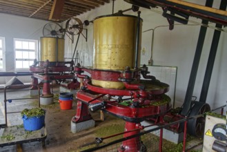 Several yellow-red machines for tea processing in a production room, tea cultivation and production