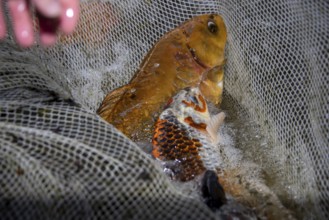 Large koi carp lying in a net, Germany, Europe