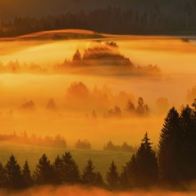 Fog and forest at the Rothenthurm high moor, Canton Schwyz, Switzerland, Europe