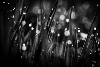 Blades of grass in detail with dewdrops, Mindelheim, Bavaria, Germany, Europe