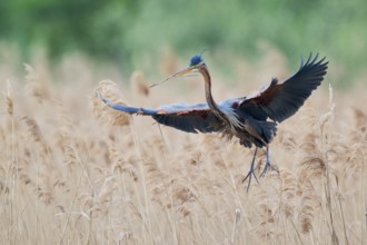 Purple heron (Ardea purpurea) in flight, Baden-Württemberg, Germany, Europe