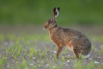 European brown hare (Lepus europaeus) adult animal in a farmland maize crop field, Norfolk,