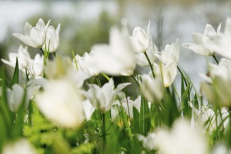 Flower meadow with tulips, Mainau Island, Lake Constance, Baden-Württemberg, Germany, Europe