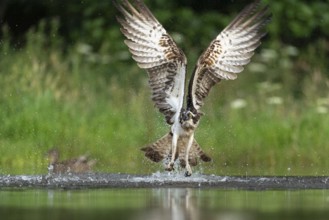 Western osprey (Pandion haliaetus) hunting, Aviemore, Scotland, Great Britain