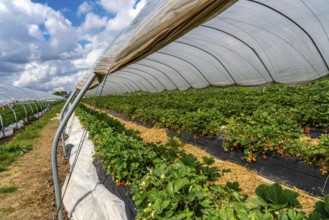 Harvest of strawberries, strawberry cultivation in the open, under a foil tunnel, young strawberry