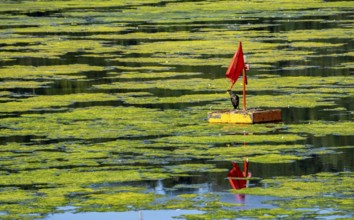 Waterweed, Elodea, an invasive species, green carpet of plants on Lake Baldeney in Essen, the