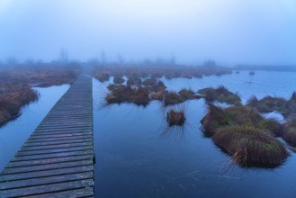 The High Fens nature park Park, in the German-Belgian border region near Eupen, winter, fog, wooden