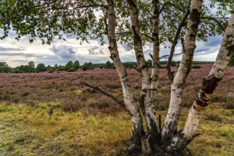 Flowering heath, heather and juniper bushes, near Wilseder Berg, in the Lüneburg Heath nature