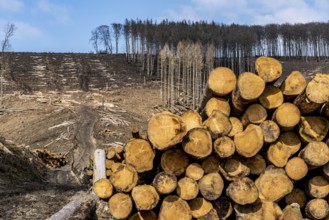 Cleared forest area north of the village of Öventrop, district of Arnsberg, dead spruce stands were