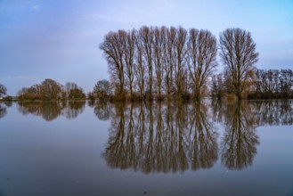 Bislicher Insel nature reserve, floodplain landscape on the Rhine, near Xanten, floods, flooded