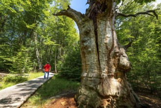 The Sababurg primeval forest, or primeval forest in the Reinhardswald, is a 95-hectare biotope