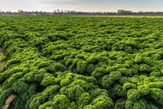 Kale field, growing area in the south of Düsseldorf, Volmerswerth district, on the Rhine, North