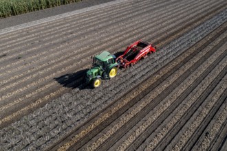 Potato harvest, so-called split harvesting method, first the tubers are taken out of the ground