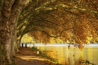 Platanen Allee, lakeside path on Lake Baldeney, near Haus Scheppen, in Essen, autumn, North