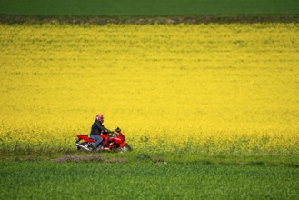Country road by a flowering rape field, landscape near Mülheim an der Ruhr, Germany, Europe