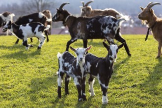 Herd of goats with young animals grazing on a green meadow, surrounded by natural idyll, Elbach