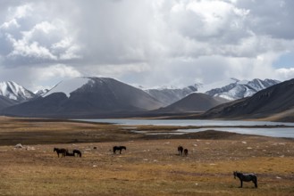 Horses in front of mountain lakes and glaciated and snow-covered peaks, Ak Shyrak Mountains, near