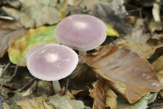 Lilac bonnet (Mycena pura), North Rhine-Westphalia, Germany, Europe