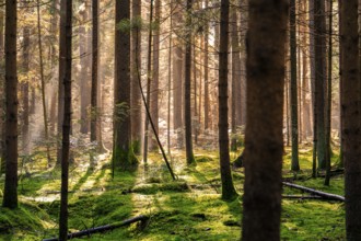 Morning sun illuminates a quiet forest and creates long shadows, Unterhaugstett, Black Forest,
