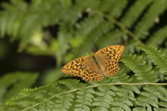 Silver-washed fritillary (Argynnis paphia) butterfly resting on a Bracken plant leaf in a woodland,
