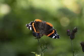 Red admiral (Vanessa atalanta) butterfly feeding on a Creeping thistle flower, Suffolk, England,