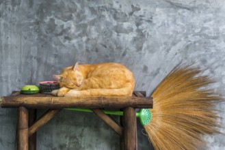 Cat sleeping on a table, pet, domestic cat, animal, sleeping, rest, resting, lazing, resting, lazy,