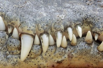 Nile crocodile (Crocodylus niloticus), teeth, captive, occurring in Africa